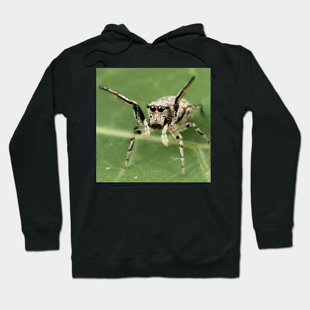 Jumping Spider Hoodie by Rosettemusicandguitar